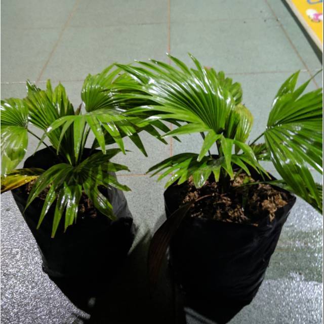 Bibit pohon palem kenari