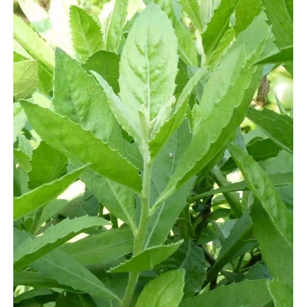 "Daun Beluntas - Obat Bau Badan"