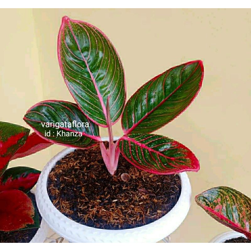 big sale promo aglonema khanza bibit stek orginal berkualitas