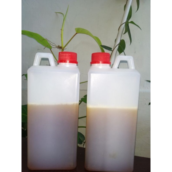 

madu1