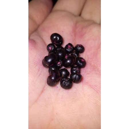 

biji binahong merah/ungu/hitam