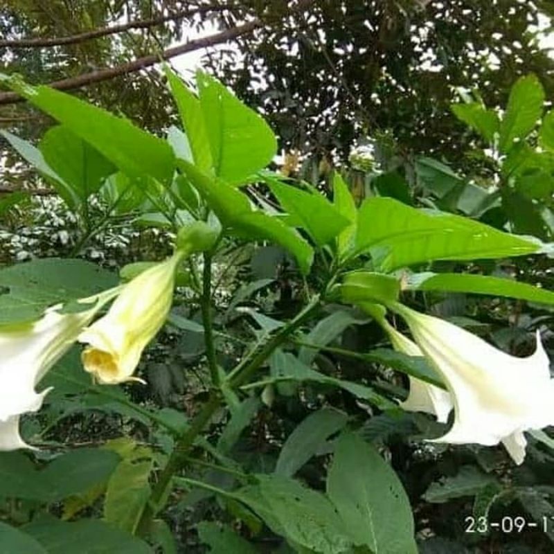 

herbal daun kucubung segar