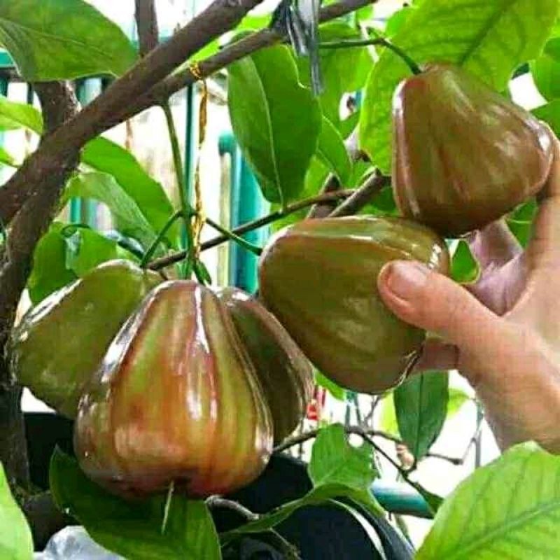 bibit jambu air king rose