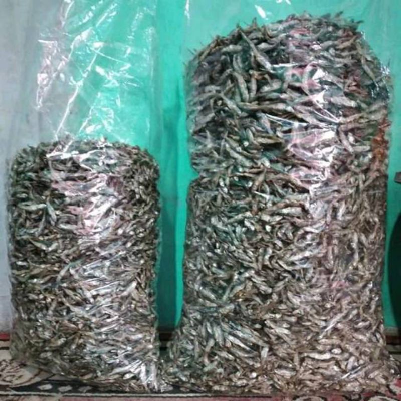 

ikan bilih danau singkarak