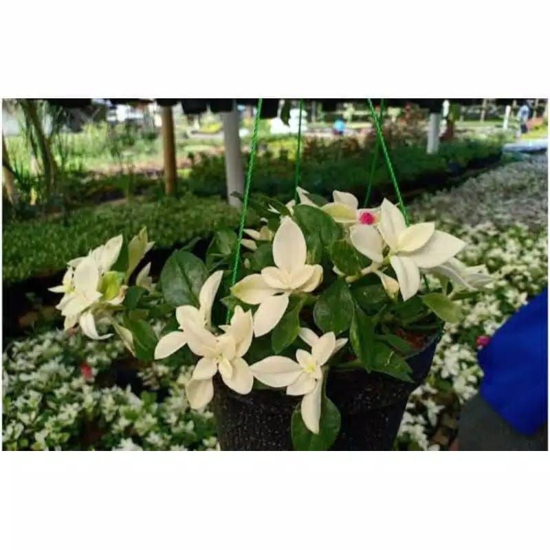 bunga gantung hebras rambat / gerbera