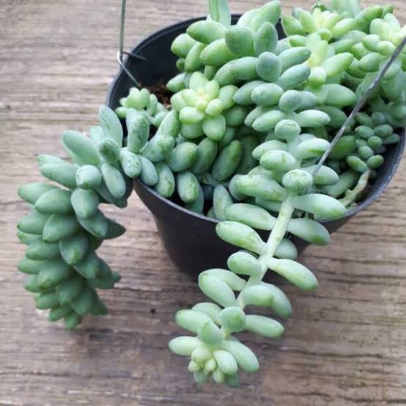 tanaman hias air mata bunda keadaan rimbun