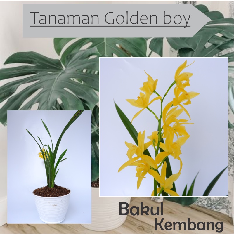 anggrek golden boy kuning tanaman anggrek golden boy murah siap berbunga