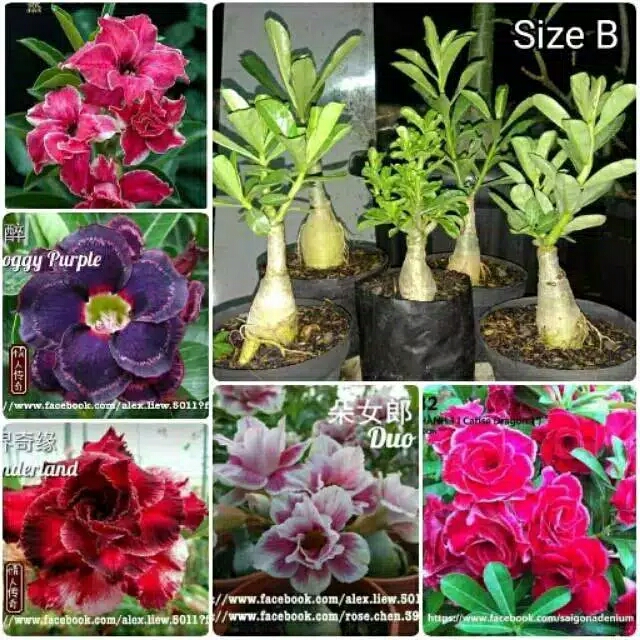 paket 5 kamboja jepang adenium