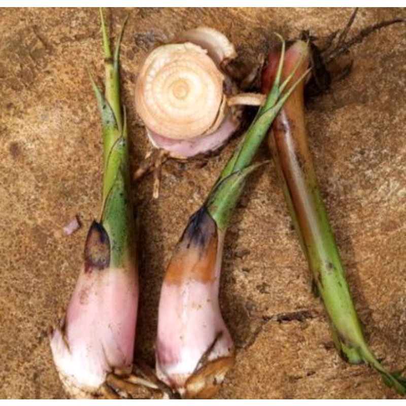 Bibit pohon pisang kepok/bonggol pisang kepok