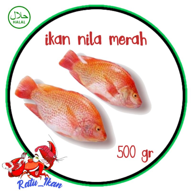 

ikan nila merah [500gram] ratu ikan