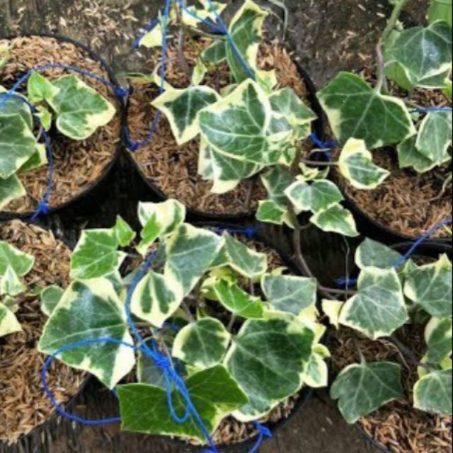 Tanaman hias Ivy varigata - Ivy English