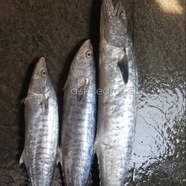 

Ikan Tengiri utuh