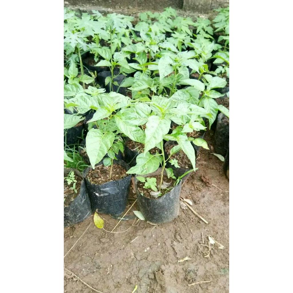 

Pohon cabai rawit setan | cabai jablay cabe rawit setan