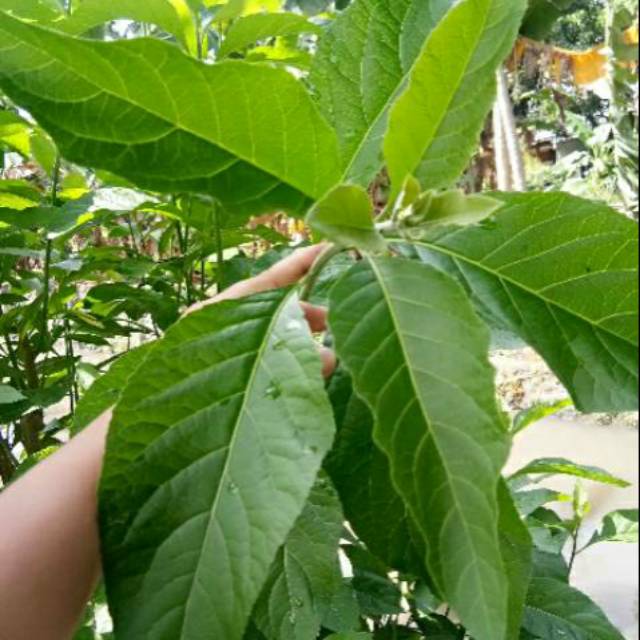 

Daun africa segar isi 50 lembar