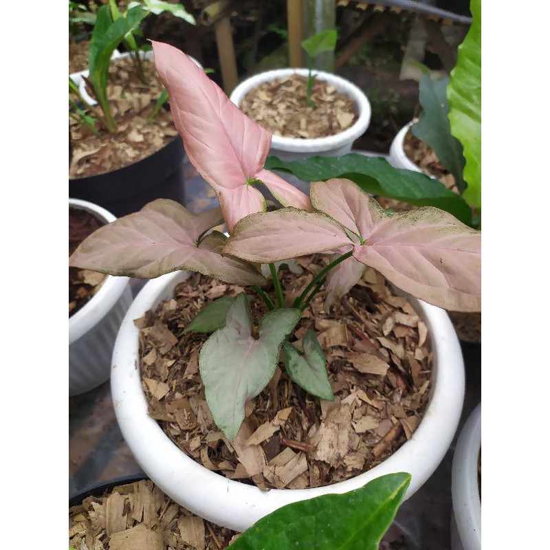 singonium merah bata