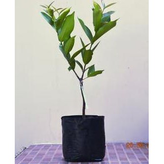 Unggulan Bibit Jambu Air King Rose