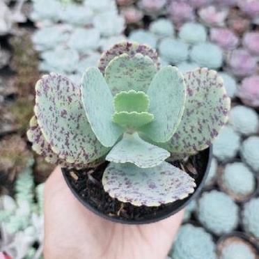 sukulen kalanchoe marmorata