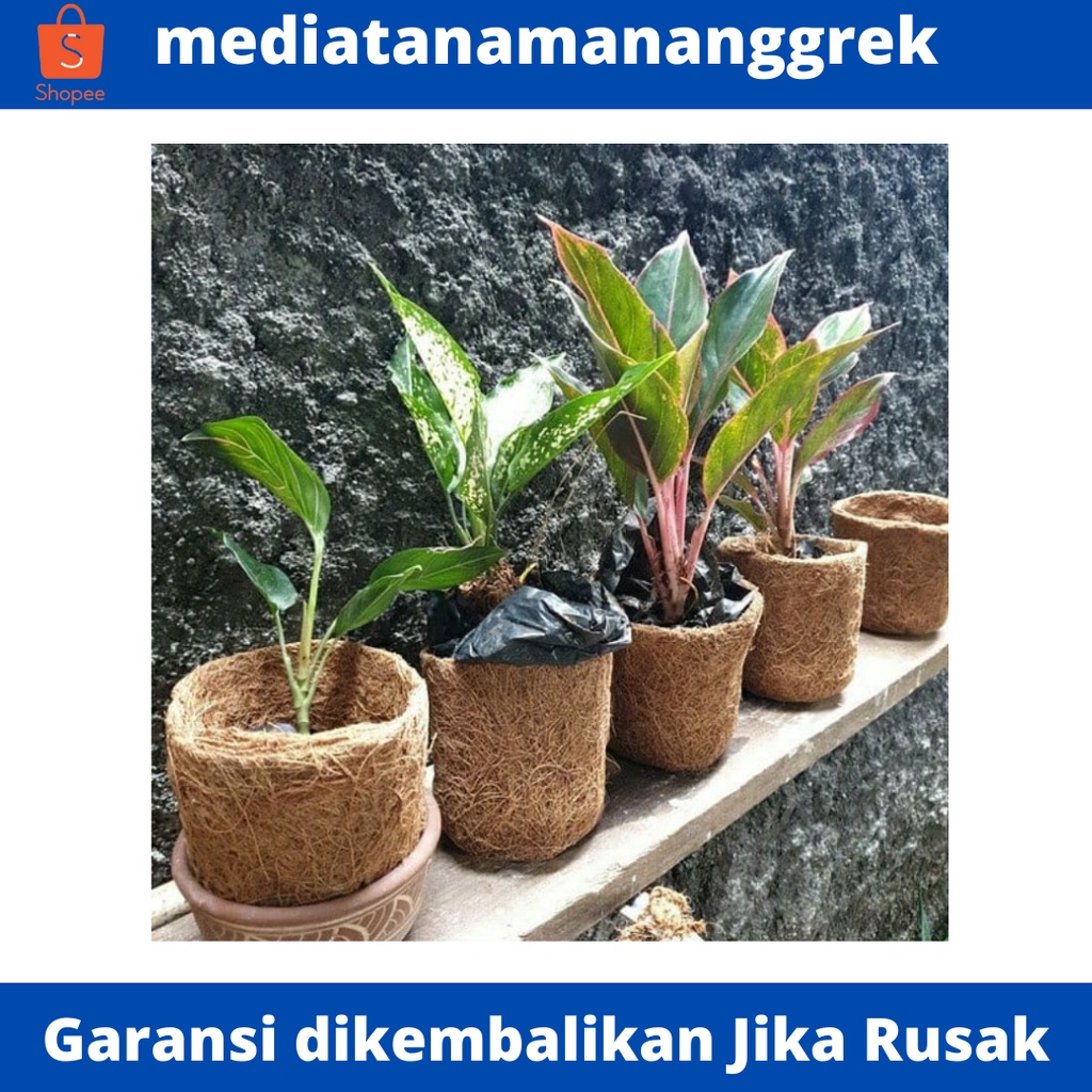 Pot anggrek sabut kelapa / Pot bunga sabut kelapa / Pot gantung sabut kelapa / Pot dari sabut kelapa