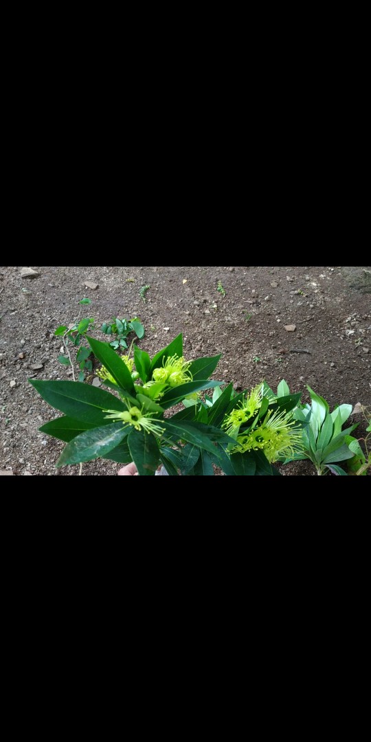 Xhantos Kuning 35-40cm