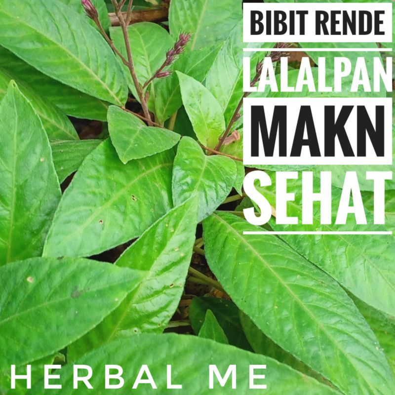 BIBIT PHON RENDE LALAPAN MAKN /MENU MAKAN SEHAT
