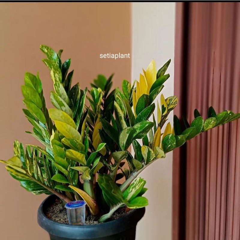 zamia culcas varigata langka zz varigata zamia varigata