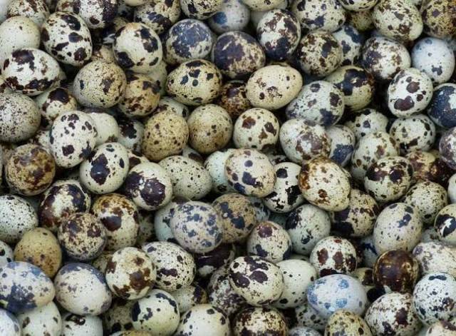 RB Telur Burung Puyuh Segar Besar Murah 90 Butir