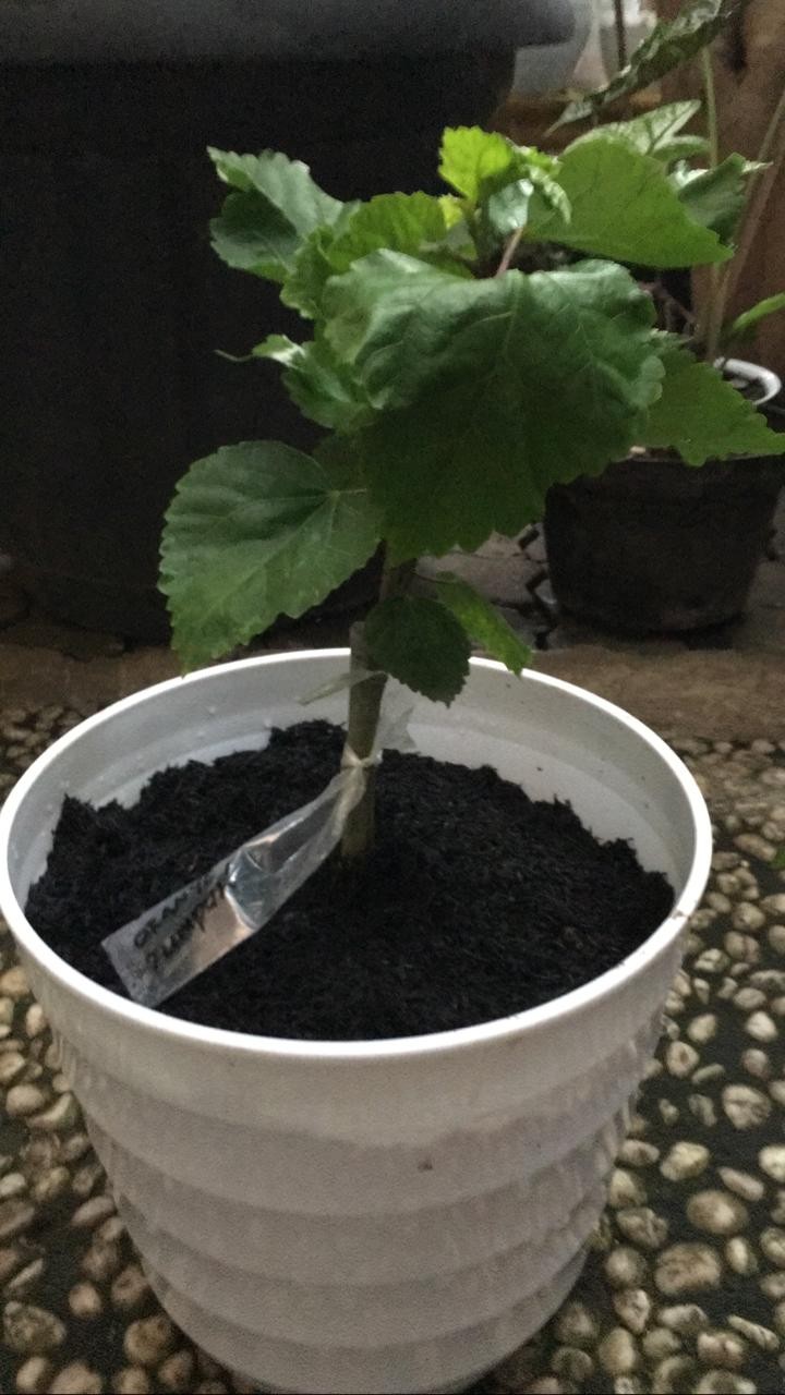 Hibiscus Varian Tumpuk