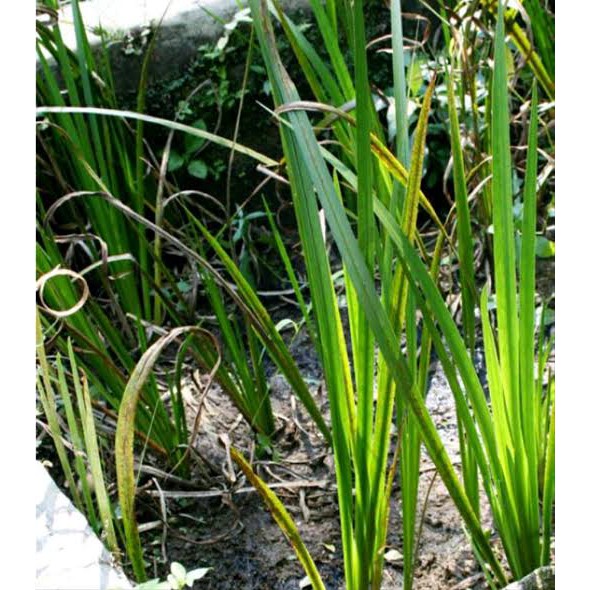 

Herbal daun dlingau segar 100 gram berkualitas