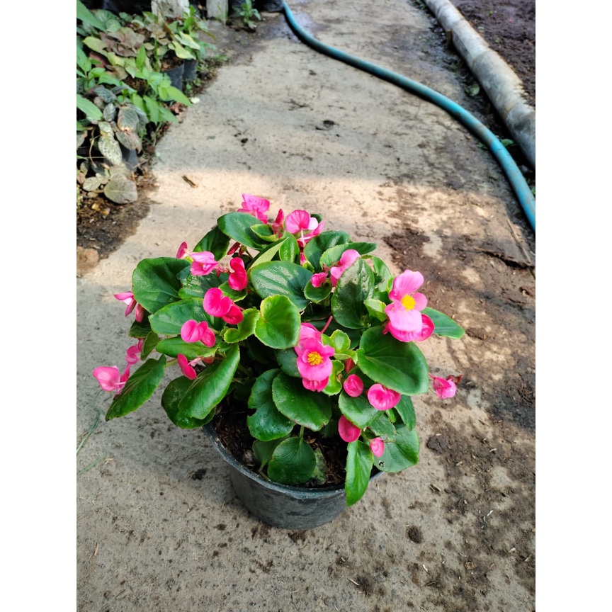 Begonia Bunga Bali - Sudah Berbunga - Tanaman Hias