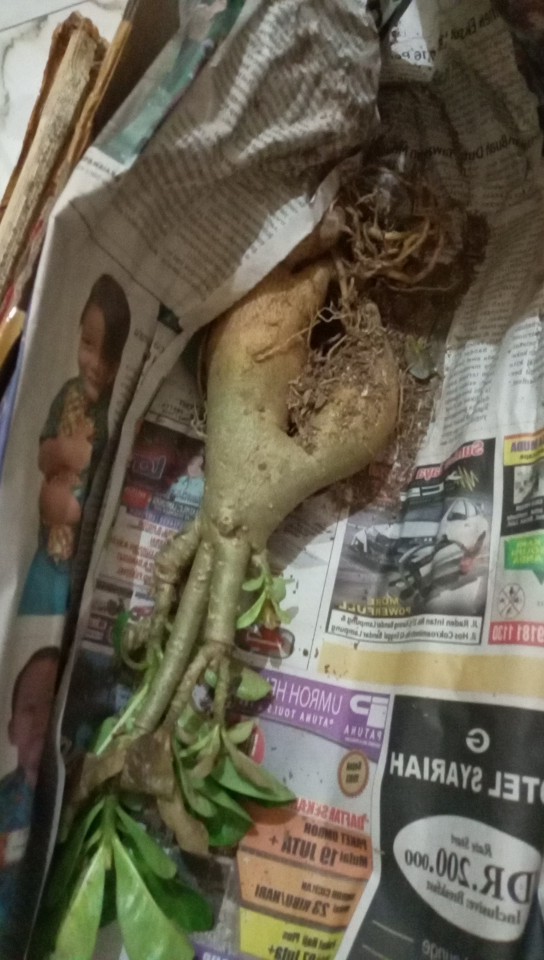 Bibit Bunga Kamboja Jepang Adenium Triple 1 Batang 3 Warna Terbaru 2019