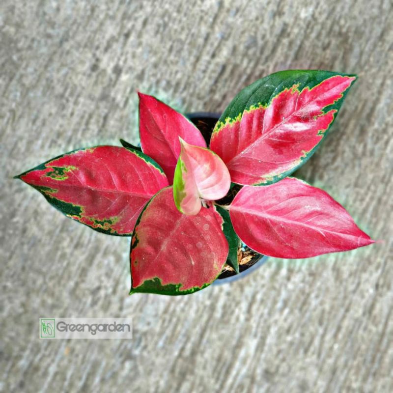 Aglonema Suksom Lilin