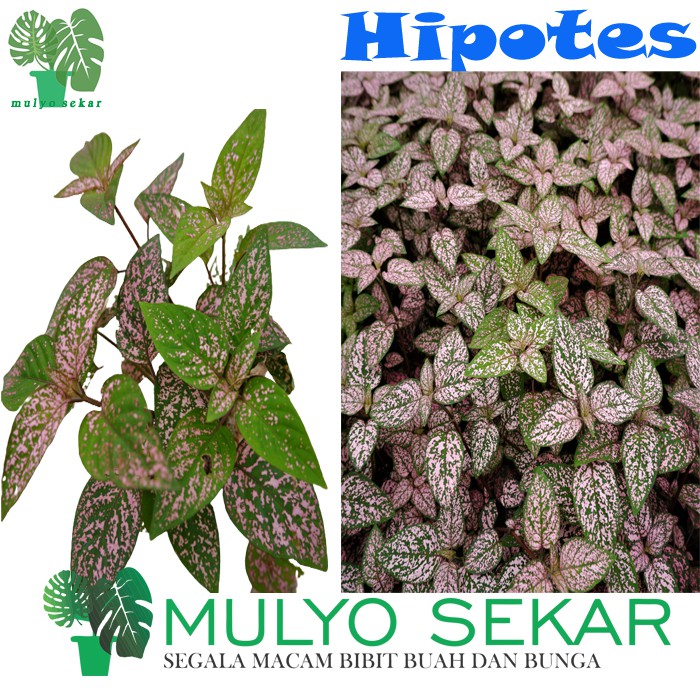 Tanaman Hias Daun Hypoestes Polkadot pink - Tanaman Hipotes