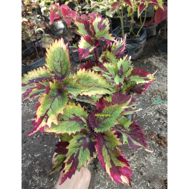 Miana Rainbow Tanaman Hias Bunga Miana Rainbow Premium