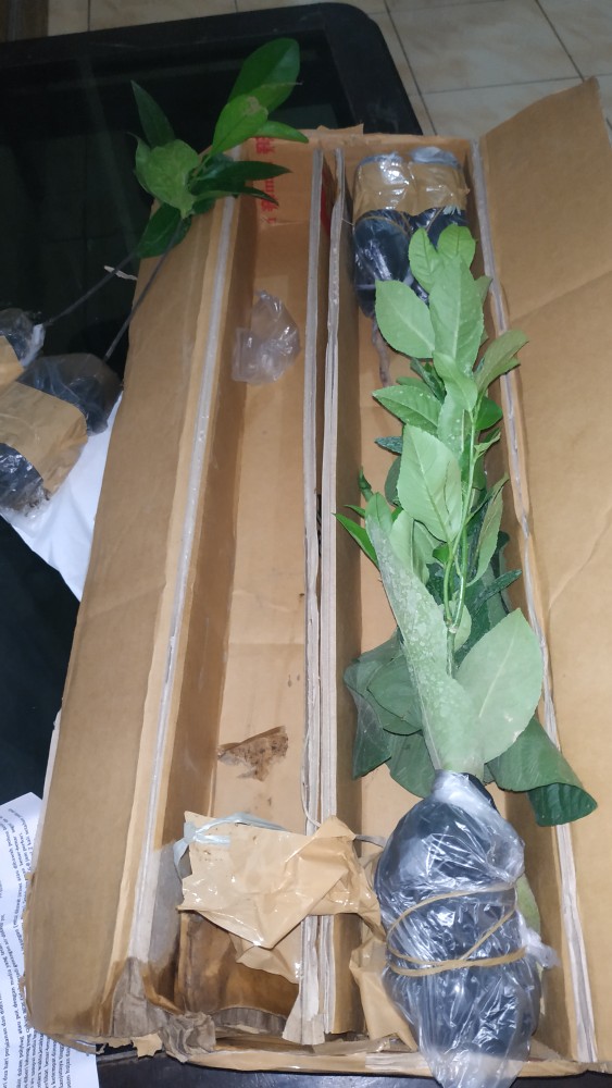 Bibit Jeruk Jerpaya Atau Pepaya