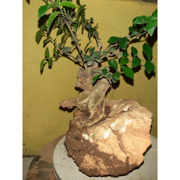 bonsai serut on the rock
