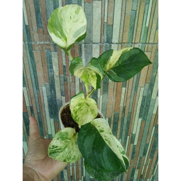 promo tanaman sirih manjula/sirih mangkok 3 daun
