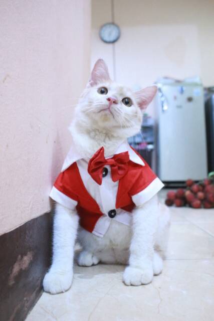 Tuxedo merah untuk kucing dan anjing size S M L XL / baju kucing murah