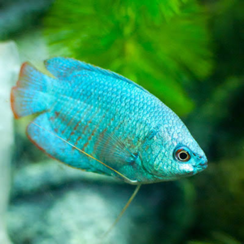 IKAN HIAS ALIUS BIRU BLUE RALIS DWARF GOURAMI