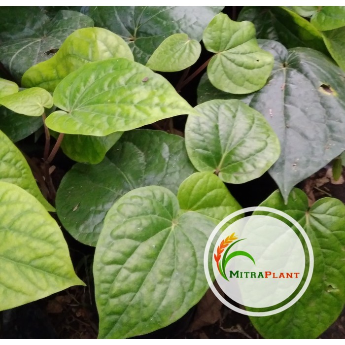 

terbaik Daun Sirih Hijau Segar 500 Gram - Fresh Basah - Daun Obat Herbal