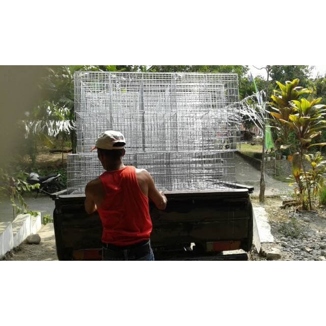 

Kamdang ayam petelur