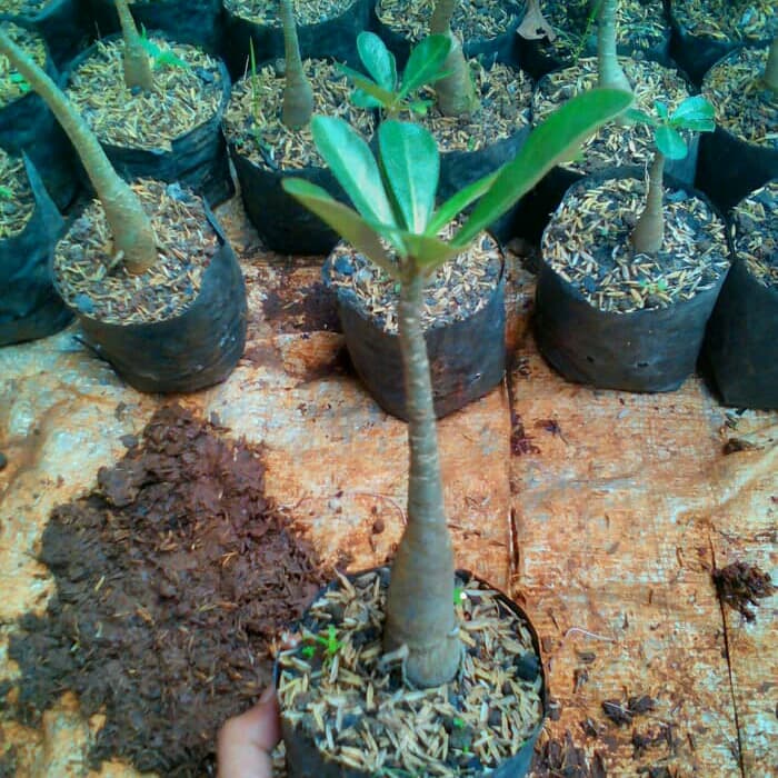 Tanaman hias kamboja jepang - pohon kamboja