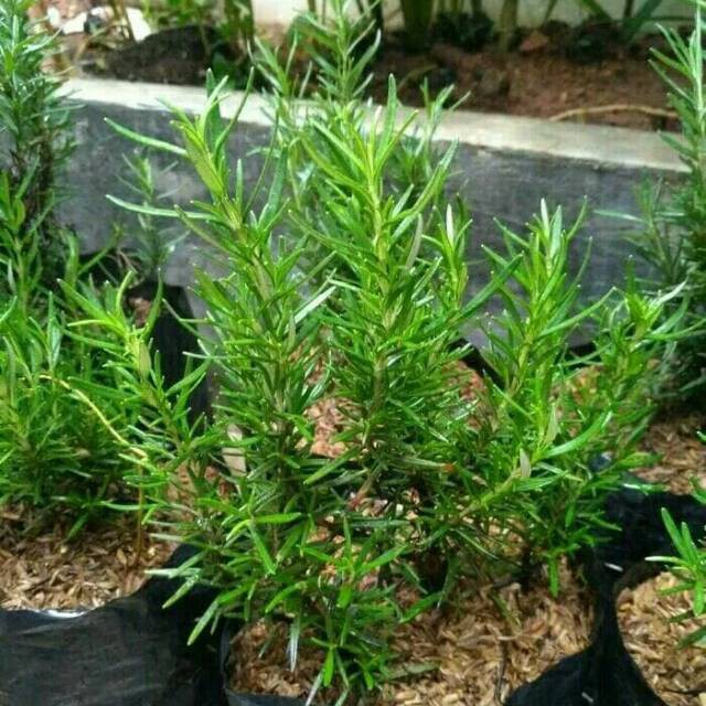 Pohon rosemary - Tanaman rosemary pengusir nyamuk