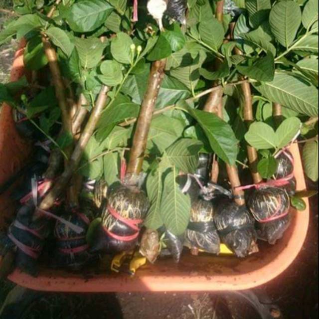 Potong cangkok jambu merah (getas merah)