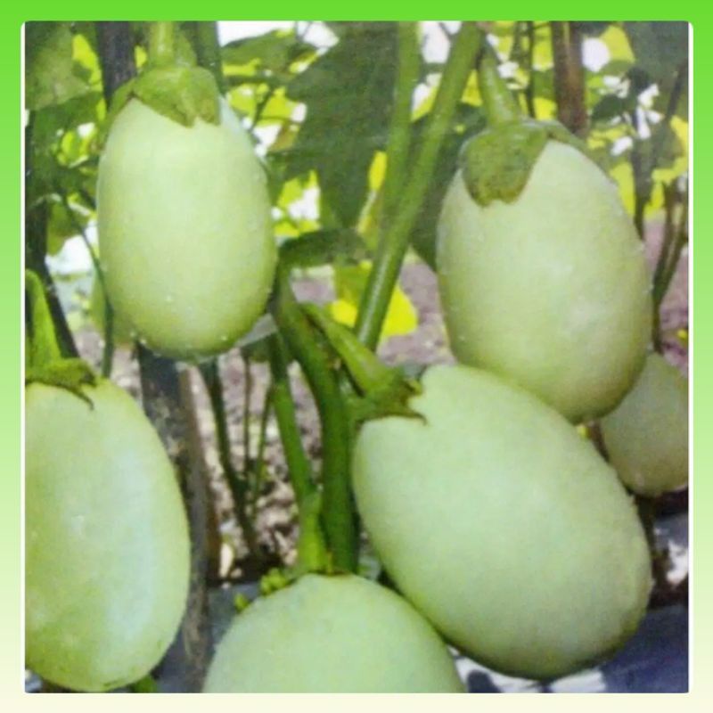 Benih Terong Pondoh Hijau