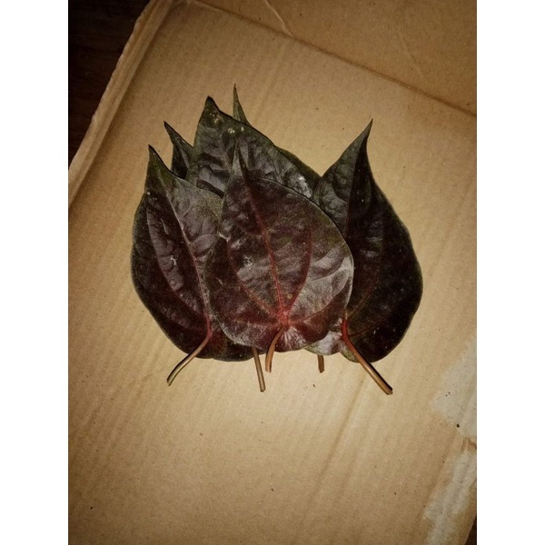 

jual daun sirih merah segar per 15 daun