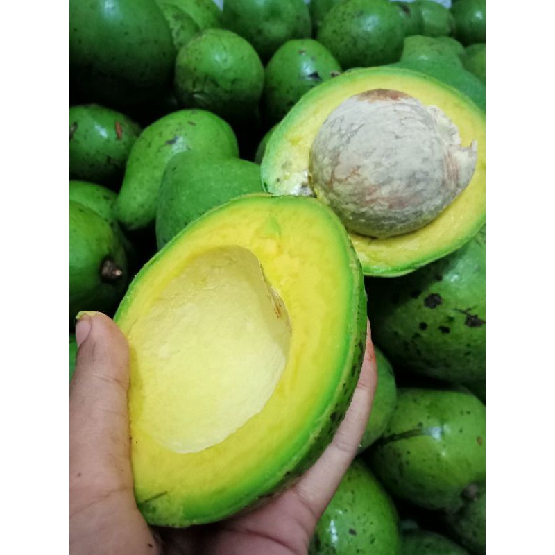 

Alpukat Mentega Medan