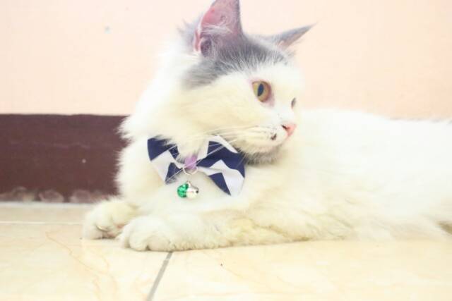 dasi kupu-kupu lucu untuk kucing dirumah / aksesoris hewan kucing anjing / baju kucing imut