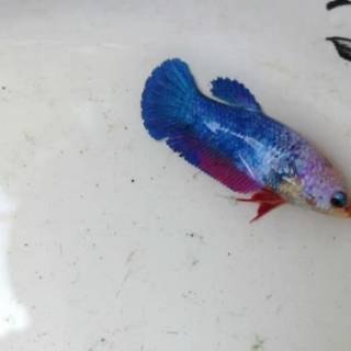 ikan cupang female plakat fancy | shopee indonesia