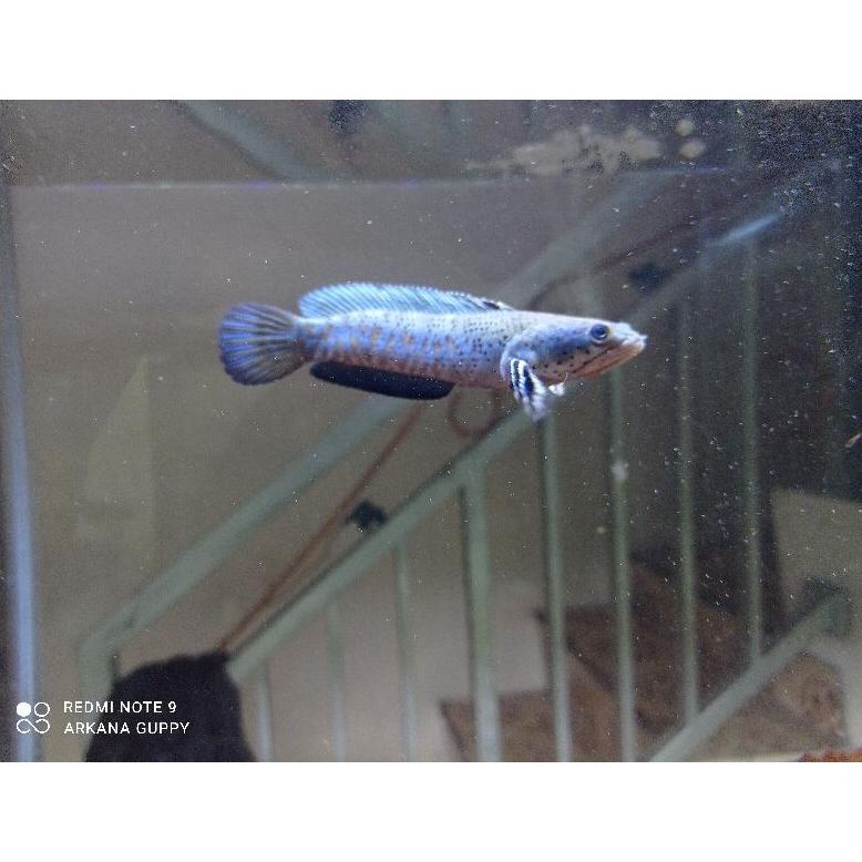 channa pulchra blue/ chana blue pulchra 4-5cm