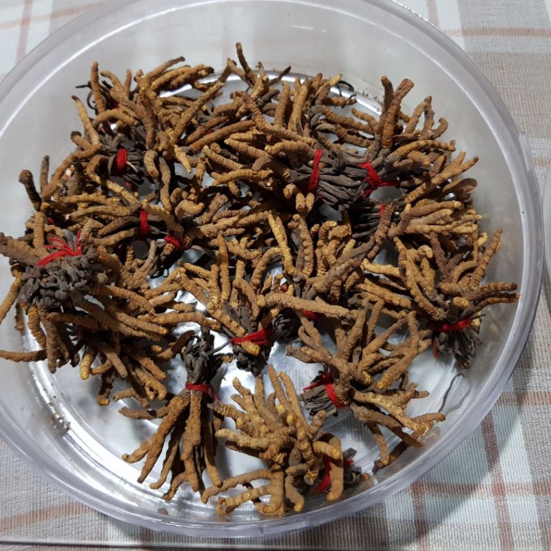 

Jamur Ulat Himalaya / Yarsagumba / Dong Chong Xia Cao (5 pcs)